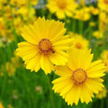 Coreopsis lanceolata Seeds 100 Count Lanceleaf Flower Golden Yellow Live Plant Cutting Bare Root Starter Plant