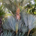 Mazari Palm Seeds Nannorrhops Ritchiana 8 Pack Drought Cold Tolerant Desert Landscaping Plant Seeds