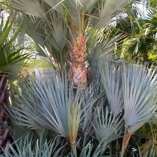Mazari Palm Seeds Nannorrhops Ritchiana 8 Pack Drought Cold Tolerant Desert Landscaping Plant Seeds