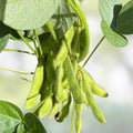 Edamame Soybean Seeds 10 Pack Organic Non-GMO Vegetable Starter Kit Glycine max Live Plant or Cutting