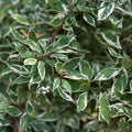 Variegated Wintercreeper Euonymus fortunei 'Variegatus' Starter Plants, Evergreen Ground Cover Vines, Live Plant, 6-pack
