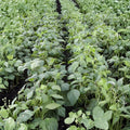 Organic Catnip Seeds 50+ Pack Nepeta cataria Hardy Perennial Live Plant Cutting Houseplant Non-GMO