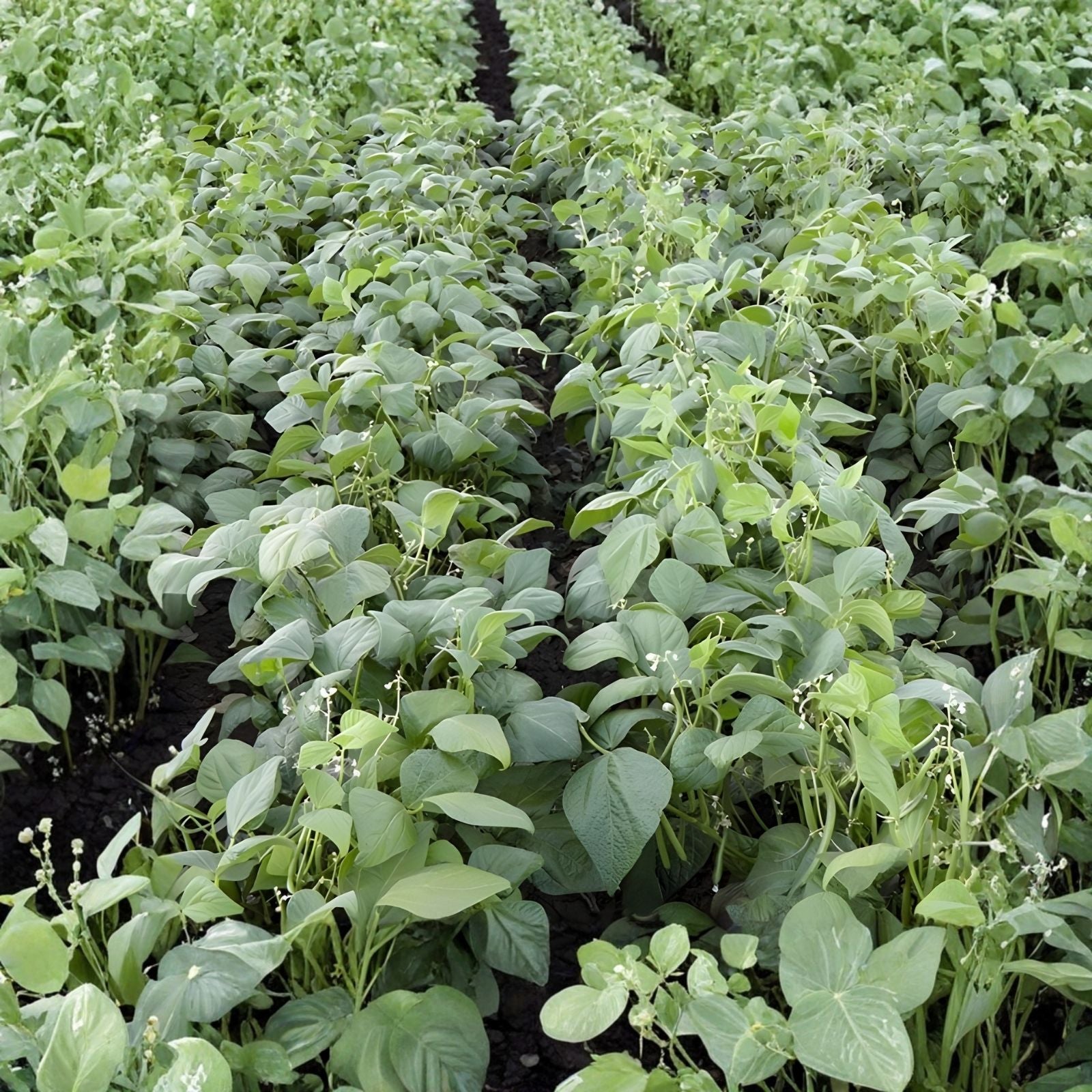 Organic Catnip Seeds 50+ Pack Nepeta cataria Hardy Perennial Live Plant Cutting Houseplant Non-GMO