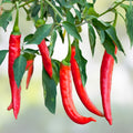 Cayenne Pepper Seeds Hot Red Capsicum annuum Vegetable Seeds 100+ Heirloom Non-GMO Live Plant Cutting