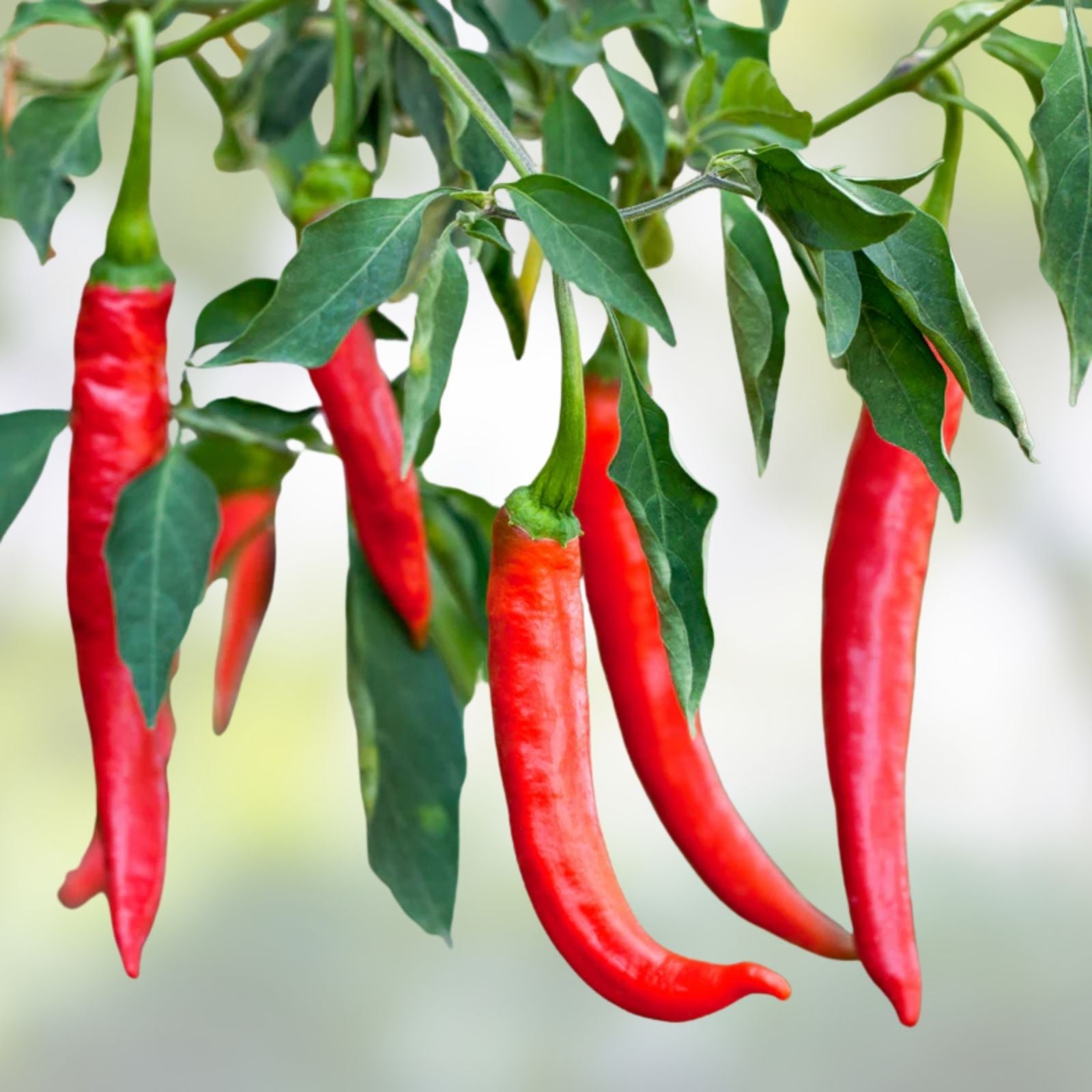 Cayenne Pepper Seeds Hot Red Capsicum annuum Vegetable Seeds 100+ Heirloom Non-GMO Live Plant Cutting
