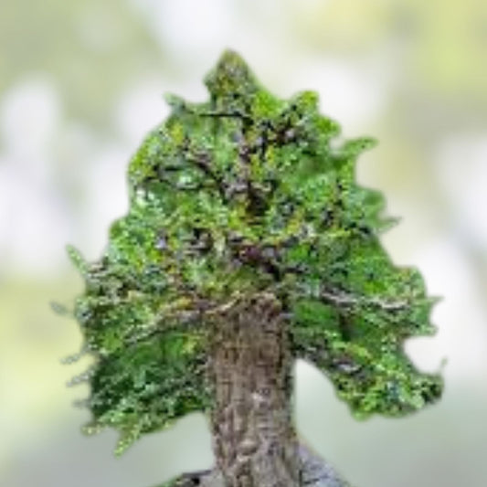 Operculicarya decaryi Tree - 4.5 Year Old Succulent with Gnarly Caudex - Live Indoor Outdoor Plant, Starter, Cutting