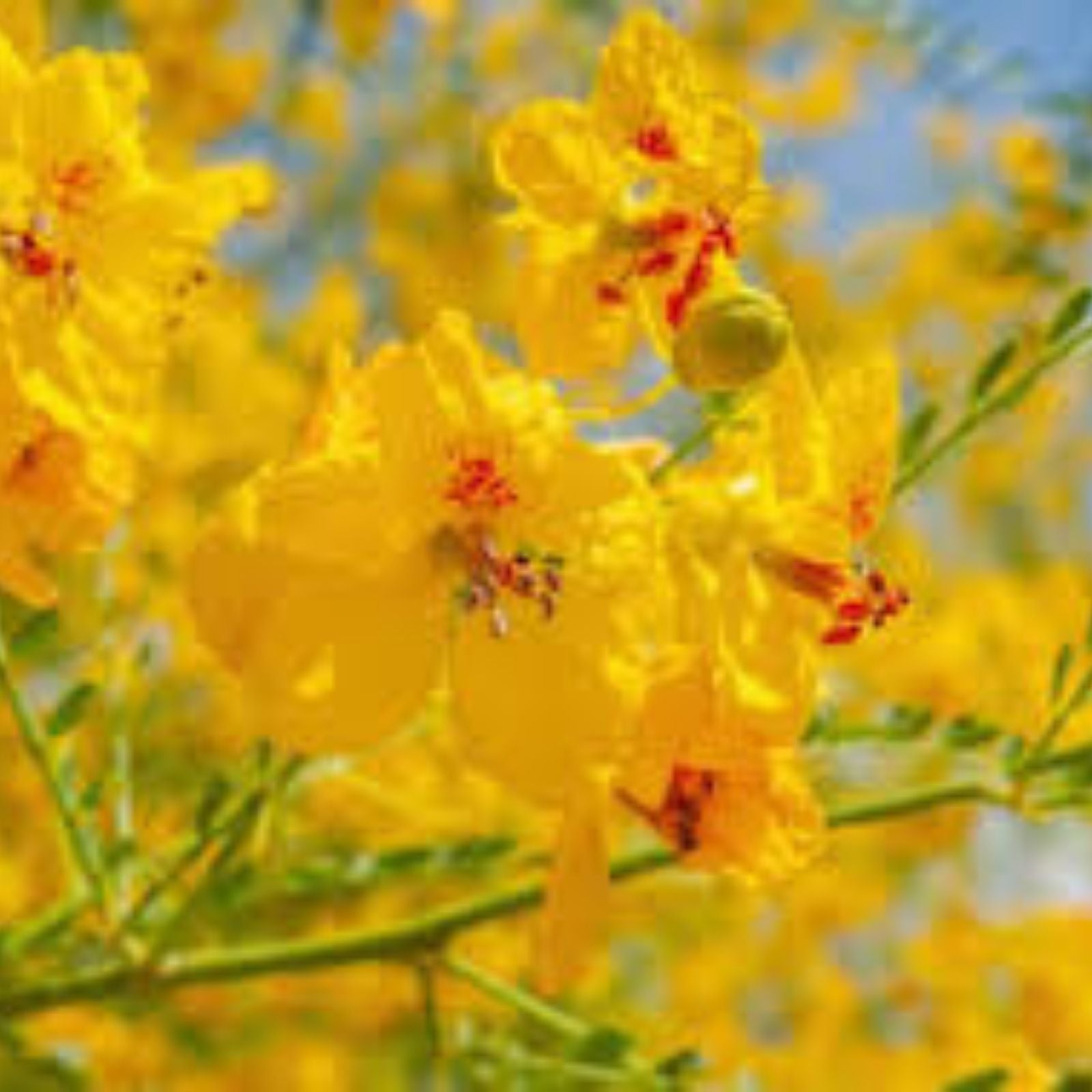 Blue Palo Verde Seeds | Parkinsonia Florida | Drought-Tolerant Green Trunk Plant | Live Seeds for Gardens