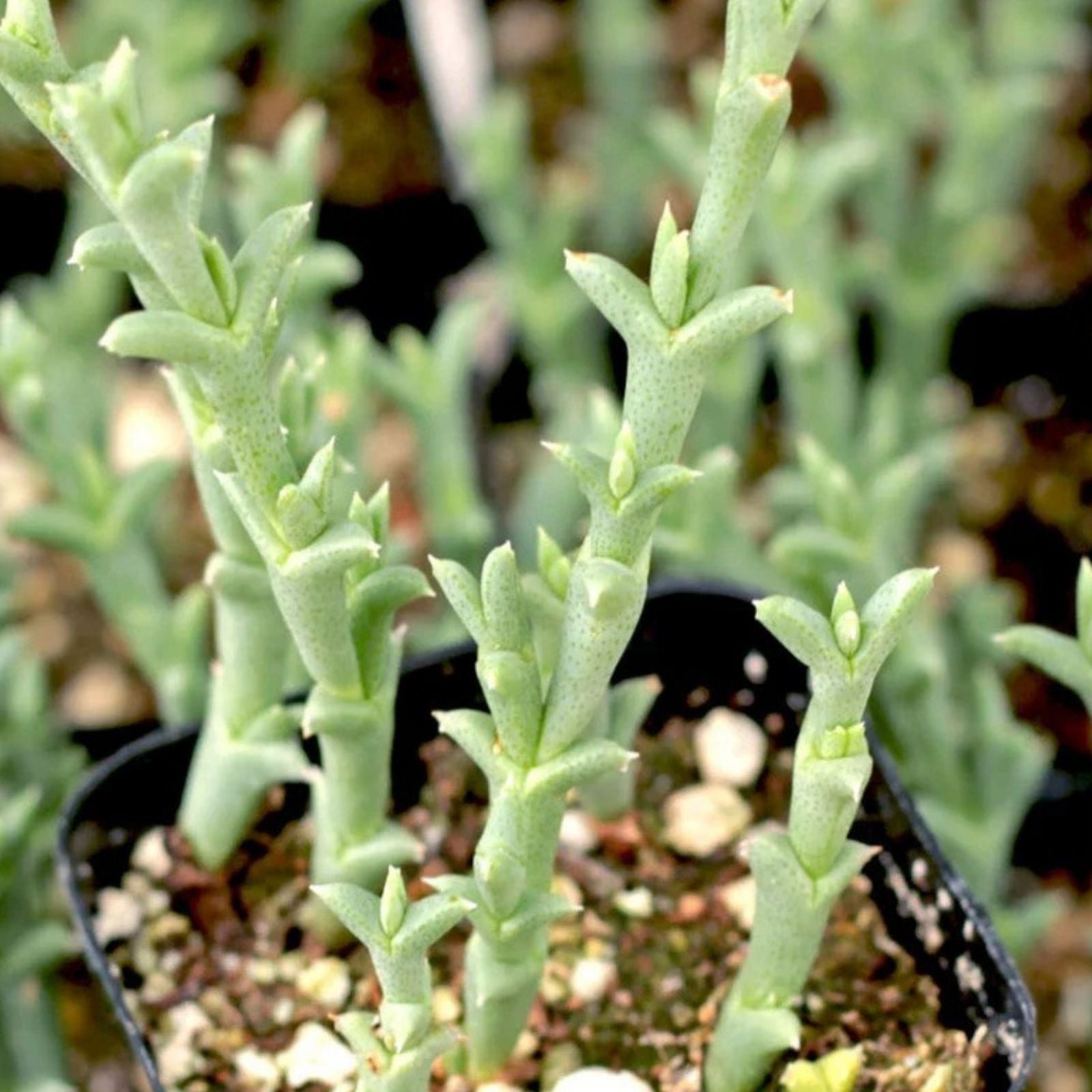Ruschia Uncinata Doringvygie Succulent Live Plant 2 Inch, Drought-Tolerant Ground Cover, Houseplant, Garden Plant