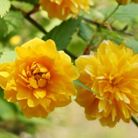 Kerria japonica Double Flowering Japanese Rose Cuttings Live Plant Starter Bare Root Houseplant