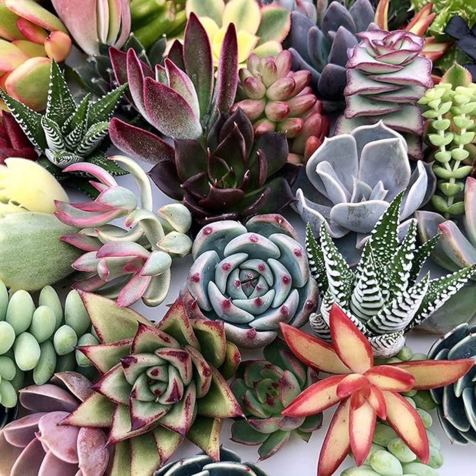 Organic Succulent Cuttings Set of 15 Varieties Echeveria Sedum Aloe Live Plants DIY Home Decor