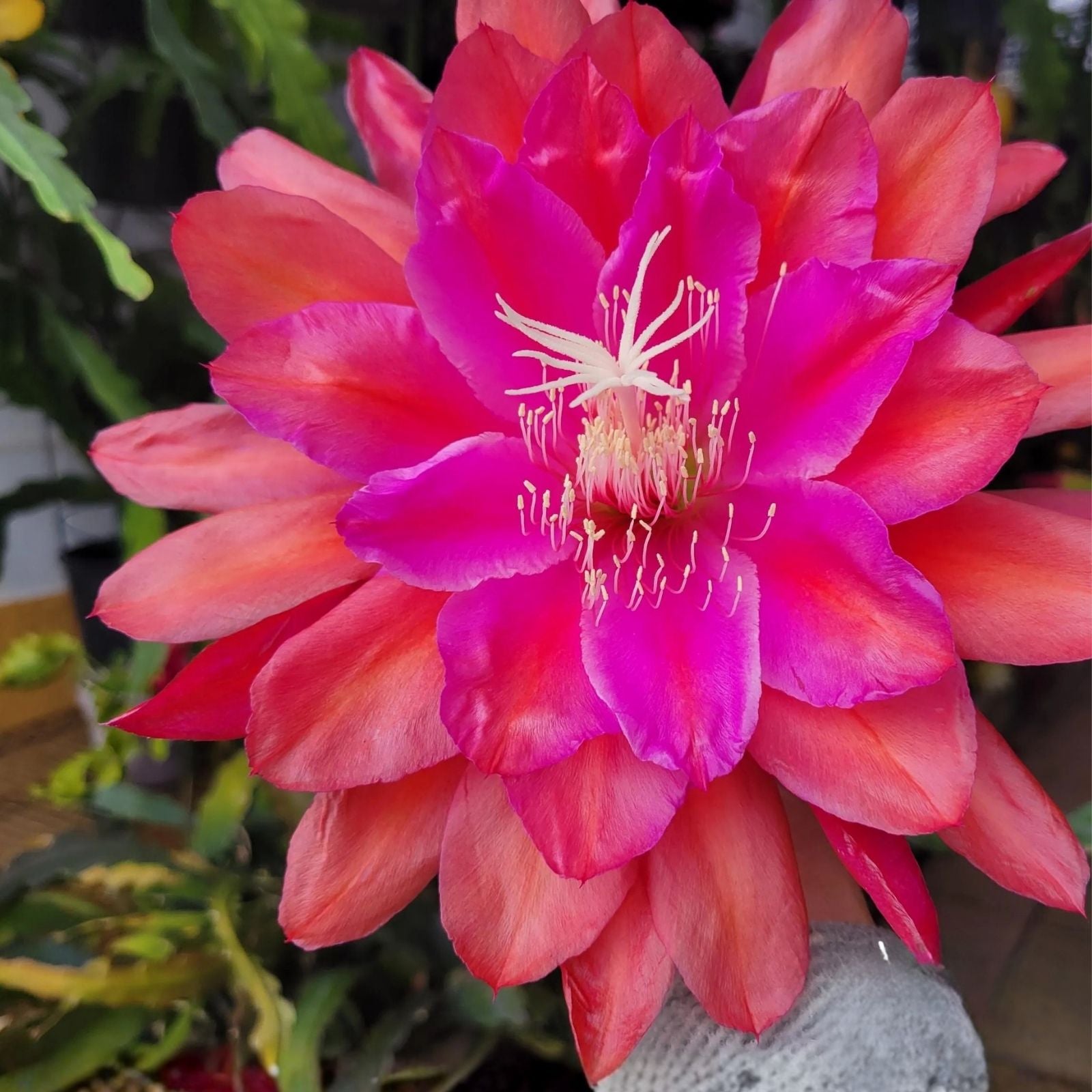 Epiphyllum Cuttings Marmalade Punch 8-10 Inch Unrooted Cactus Houseplant Live Plant