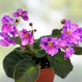 Amour Elite African Violet Starter Cutting - Unrooted Plant - Saintpaulia - Indoor Houseplant - Easy Care Flowering Plant