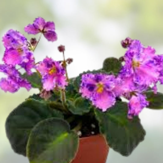 Amour Elite African Violet Starter Cutting - Unrooted Plant - Saintpaulia - Indoor Houseplant - Easy Care Flowering Plant