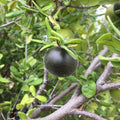 American Persimmon Tree Cuttings Diospyros virginiana Live Plant Propagation Starter Bare Root