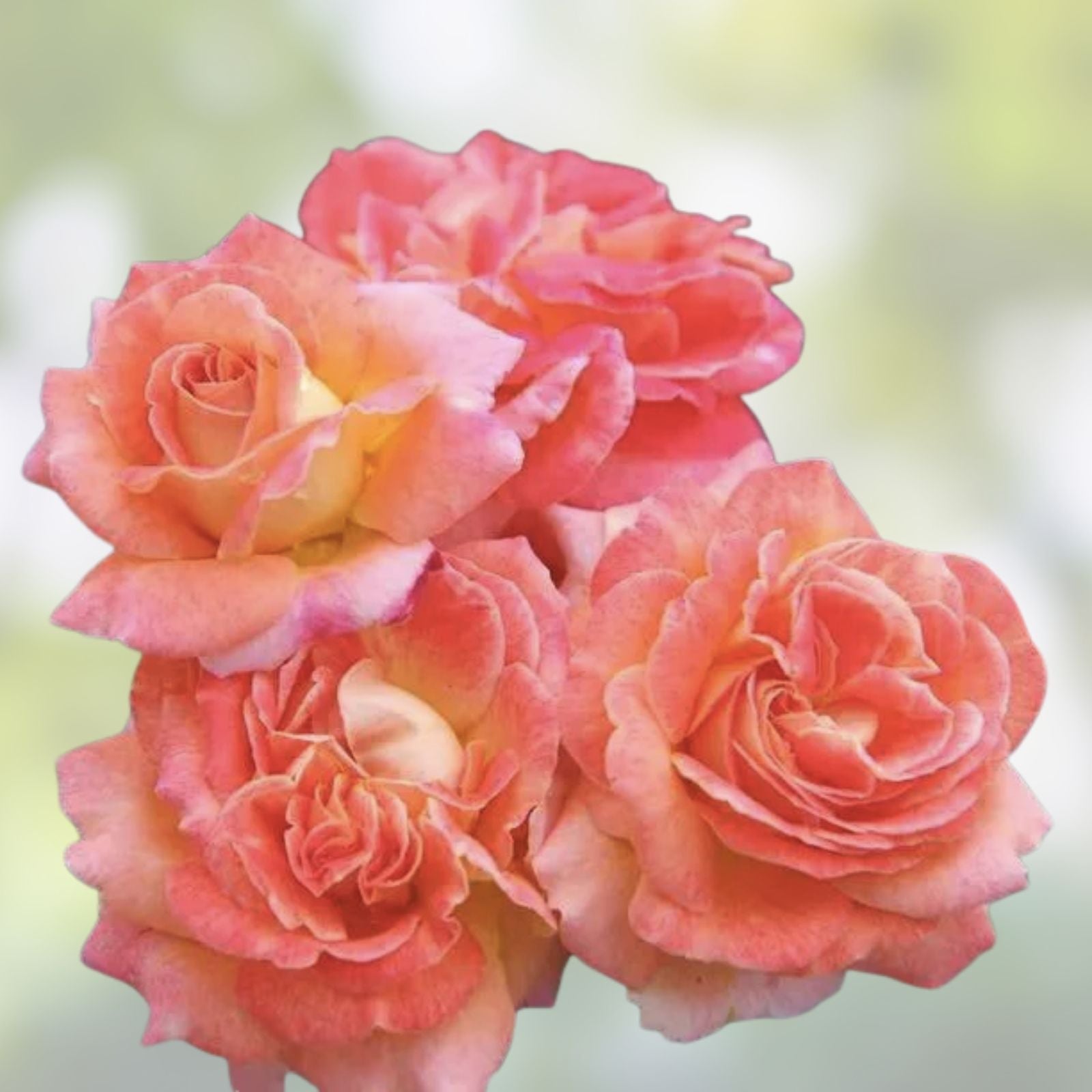 Rose Cuttings - Glowing Sunset Variety - Rosa Hybrid Garden Flowering Plant for Landscaping and Gifts