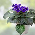 African Violet Plant Care Guide Booklet for Violets Growing Tips, Houseplant Care, African Violet Starter Plant, Free Shipping