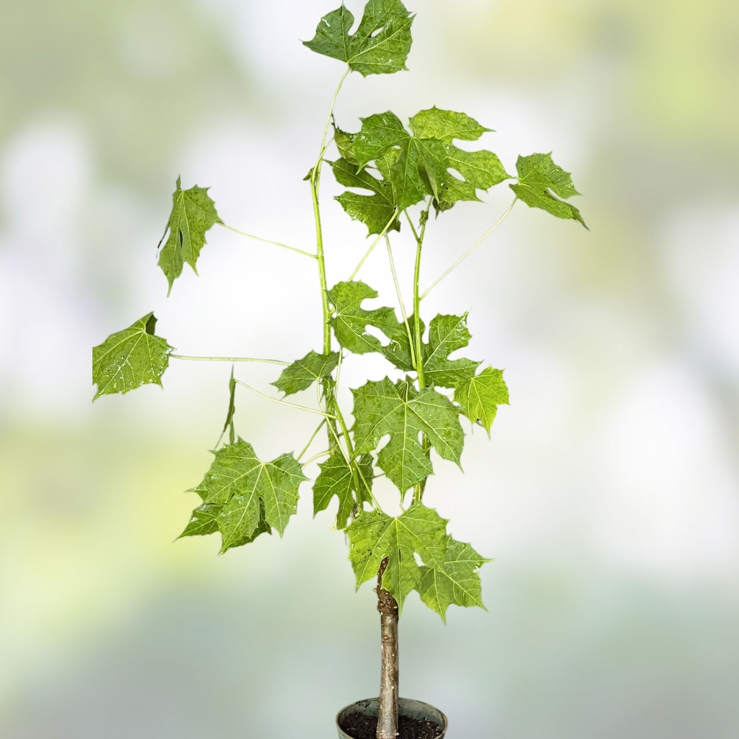 Tree Spinach Cuttings – Edible Chaya, Organic Starter Plant, Fast Growing, Nutrient-Rich, Cnidoscolus aconitifolius