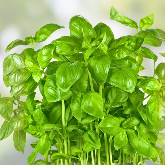 Italian Large Leaf Basil Seeds - 50 Heirloom Non-GMO Basil Herb Seeds for Gardening & Cooking