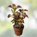 Coleus Splish Splash Live Starter Plant | Vibrant Ornamental Foliage | Coleus blumei | Fast Growing Indoor Outdoor Plant