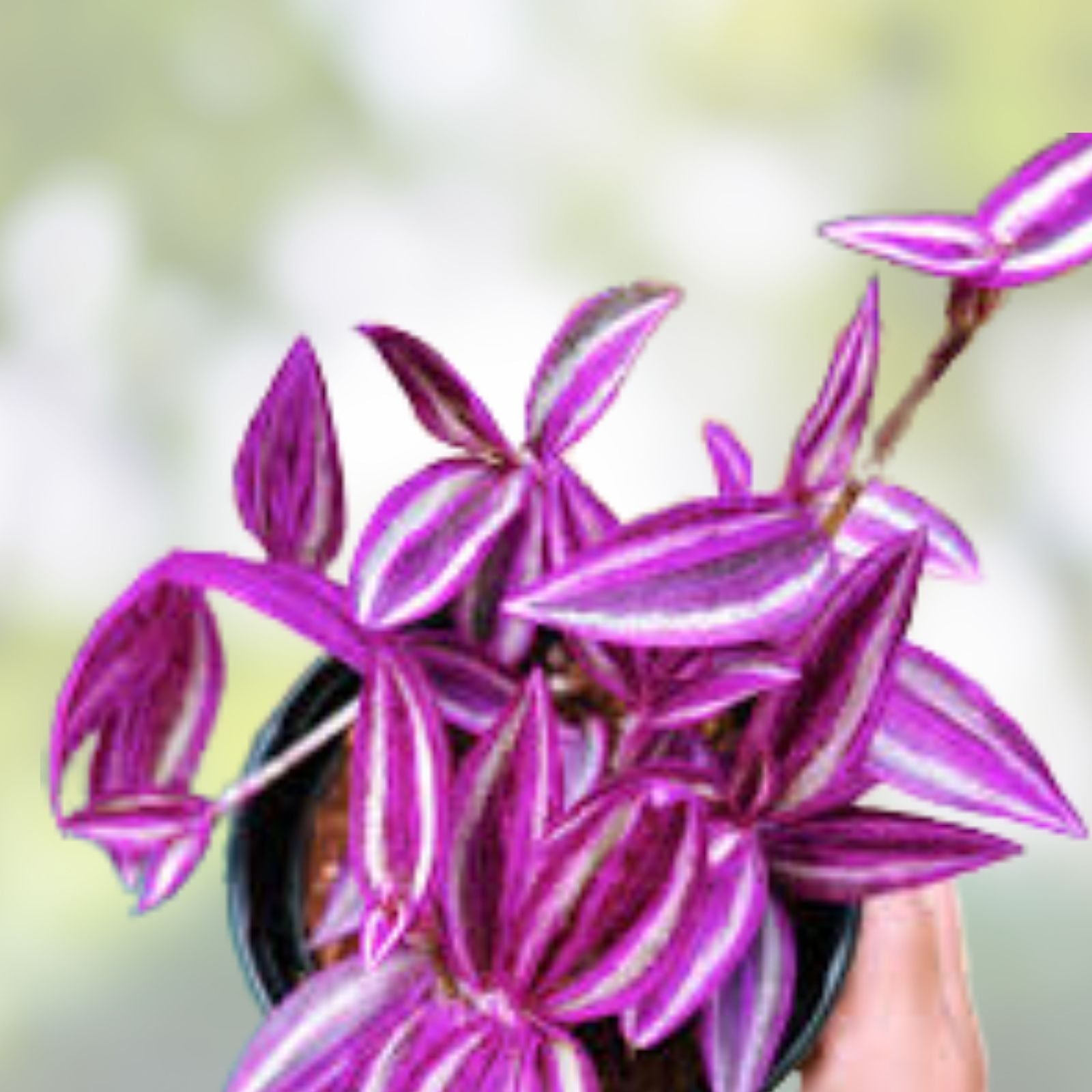 Tradescantia Pink Lady Cuttings 10 Rooted Indoor Houseplants Easy Care Vibrant Greenery