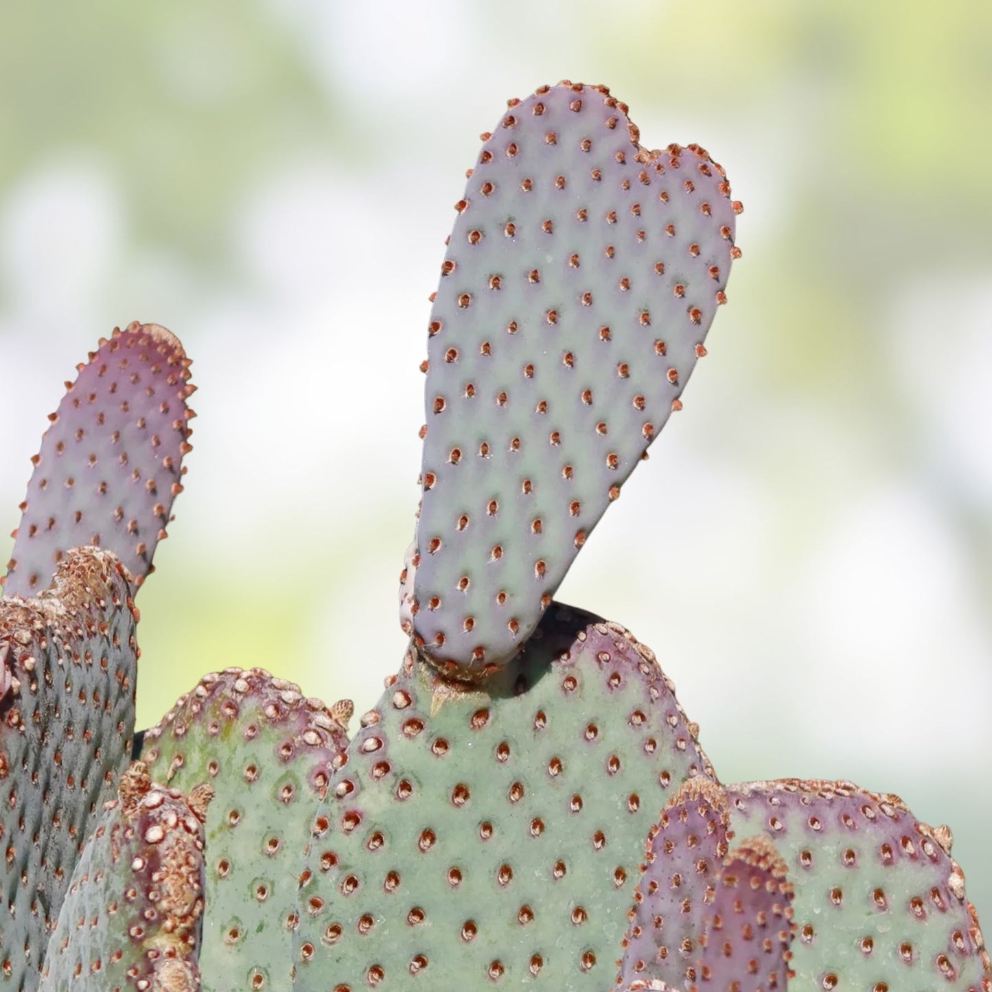 Heil's Beavertail Prickly Pear Cactus Opuntia basilaris var heilii Live Rooted Desert Plant Drought-Tolerant Houseplant