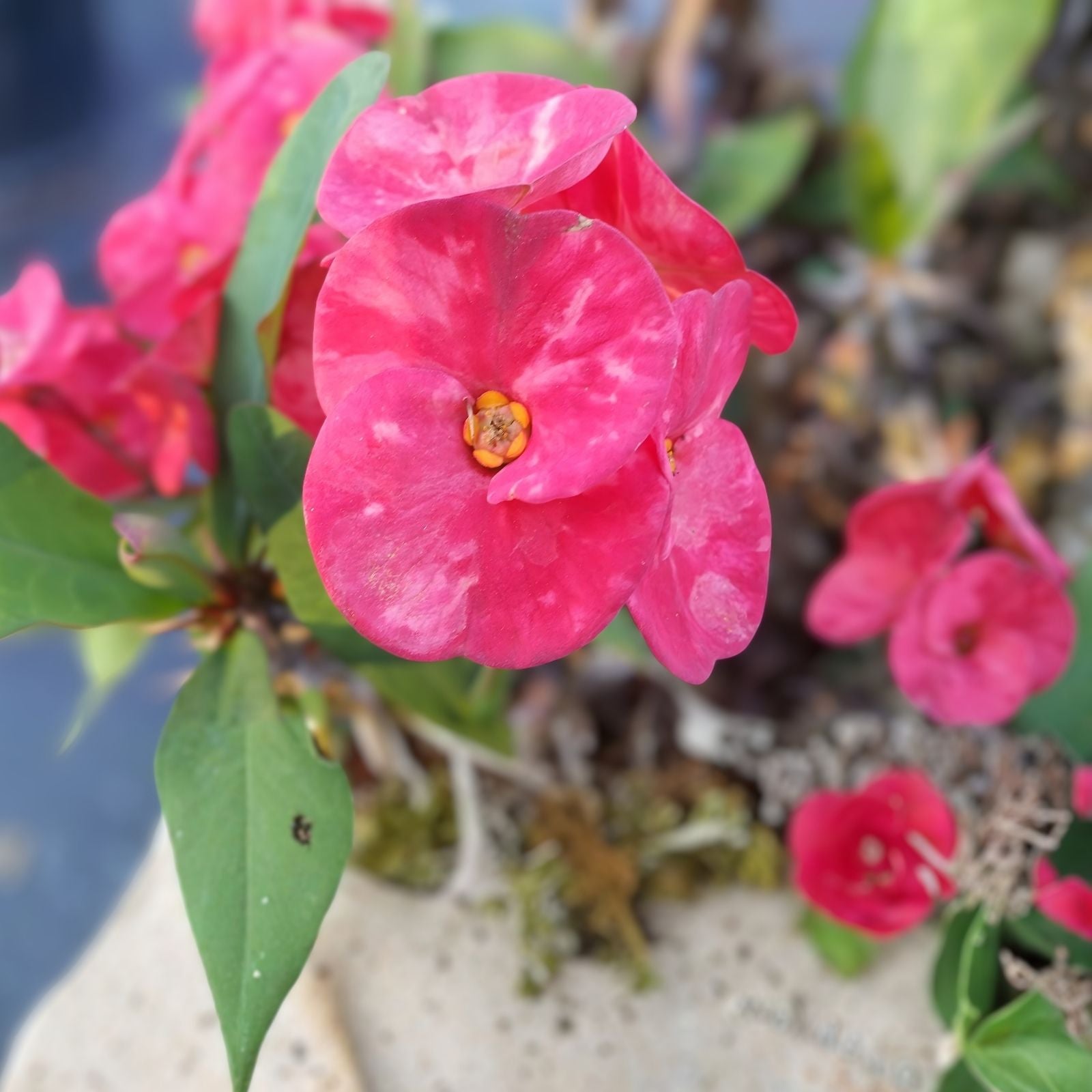 Thai Hybrid Crown of Thorns Pink Mix Euphorbia milii Live Succulent Cutting Indoor Garden Drought Tolerant Plant