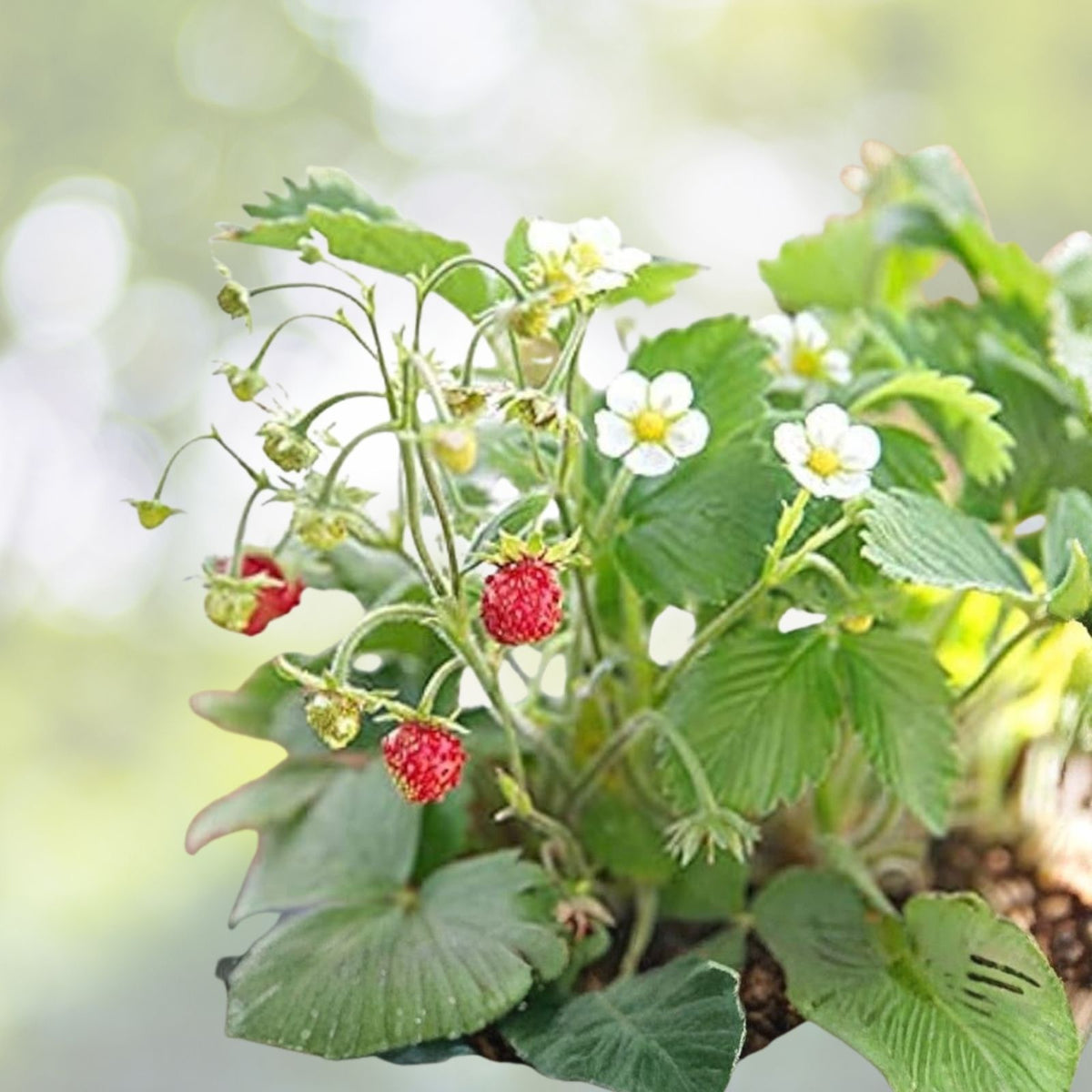 Strawberry Seeds 150 or 350 Count Non-GMO Berry Red Fragaria x ananassa Garden Plant Seeds