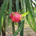 Dragon Fruit Cuttings White Flush Hylocereus undatus Live Plant Starter 8-14 Inches Cactus Propagation