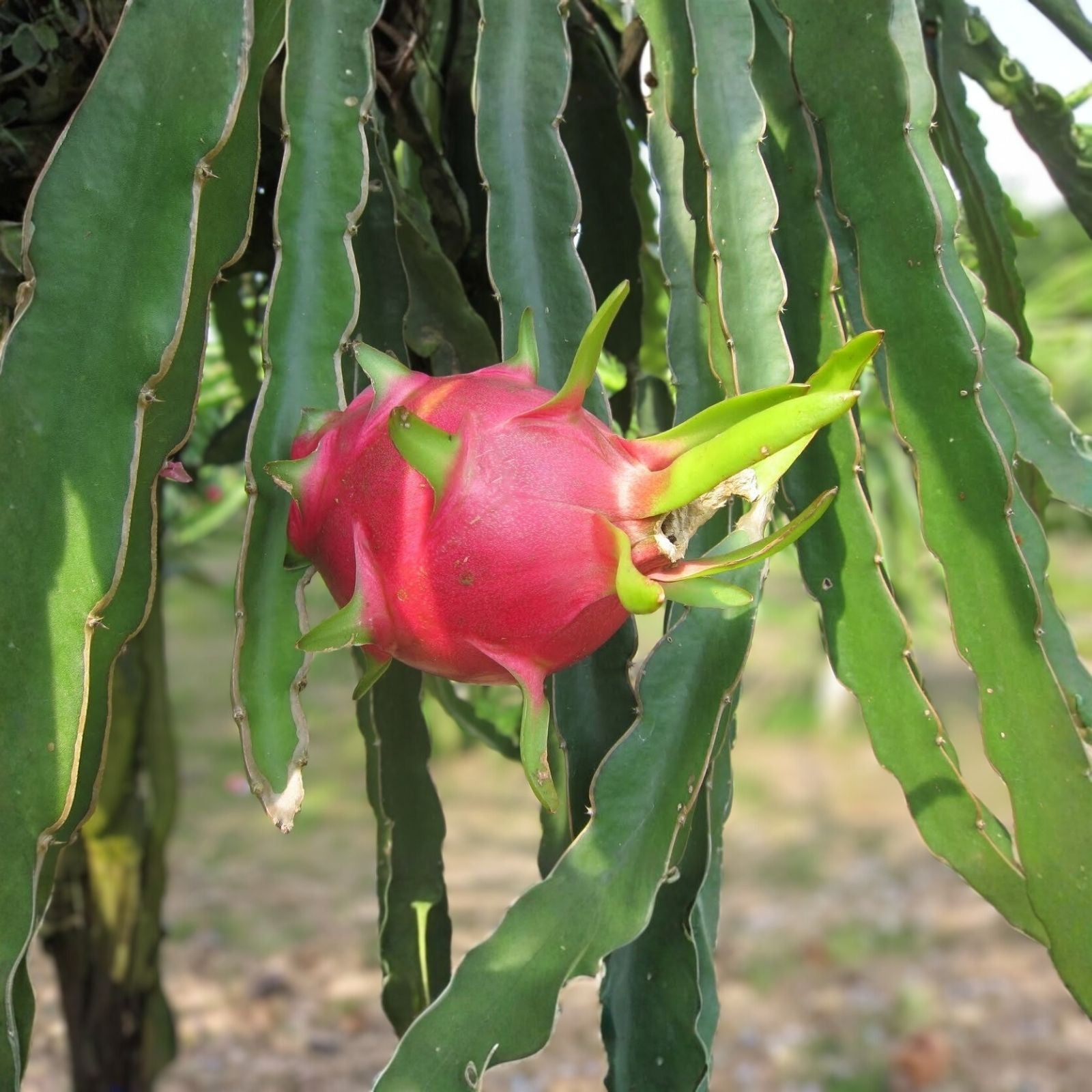 Dragon Fruit Cuttings White Flush Hylocereus undatus Live Plant Starter 8-14 Inches Cactus Propagation