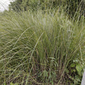 Weeping Lovegrass Seeds Eragrostis curvula Bulk Ornamental Grass for Landscaping Erosion Control Live Plant Cutting