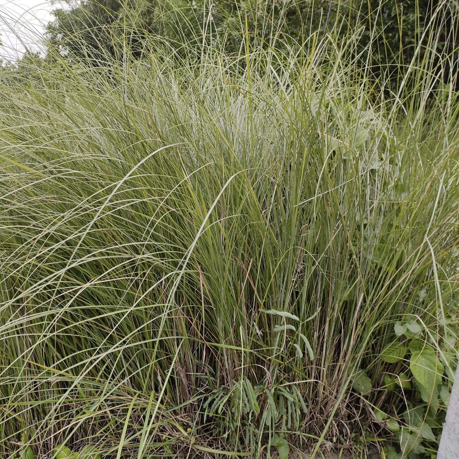 Weeping Lovegrass Seeds Eragrostis curvula Bulk Ornamental Grass for Landscaping Erosion Control Live Plant Cutting