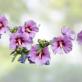 Rose of Sharon Plants Hibiscus syriacus Live Shrubs 12-24" Mixed Colors Hardy Bushes for Zones 5-9