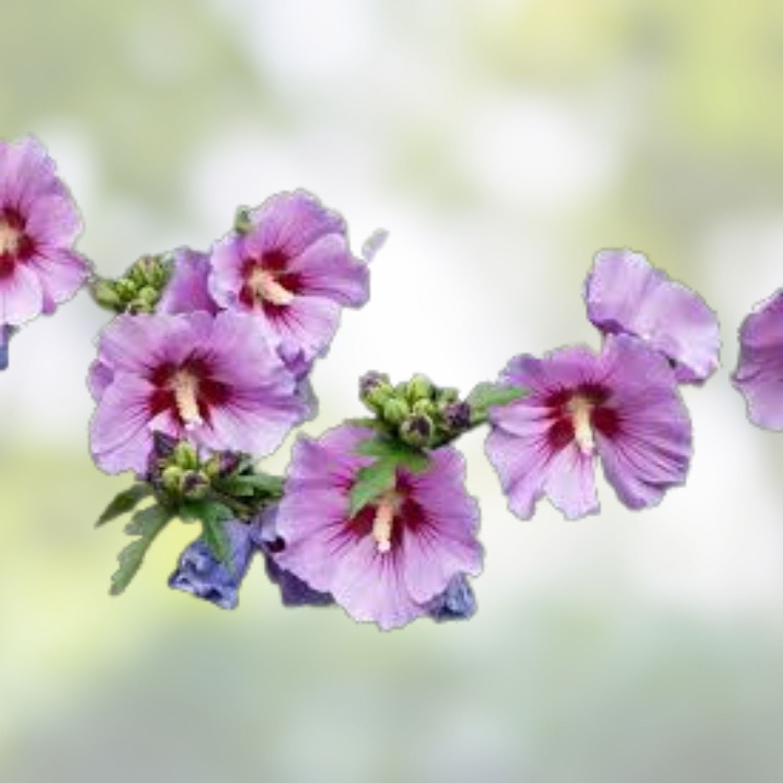 Rose of Sharon Plants Hibiscus syriacus Live Shrubs 12-24" Mixed Colors Hardy Bushes for Zones 5-9
