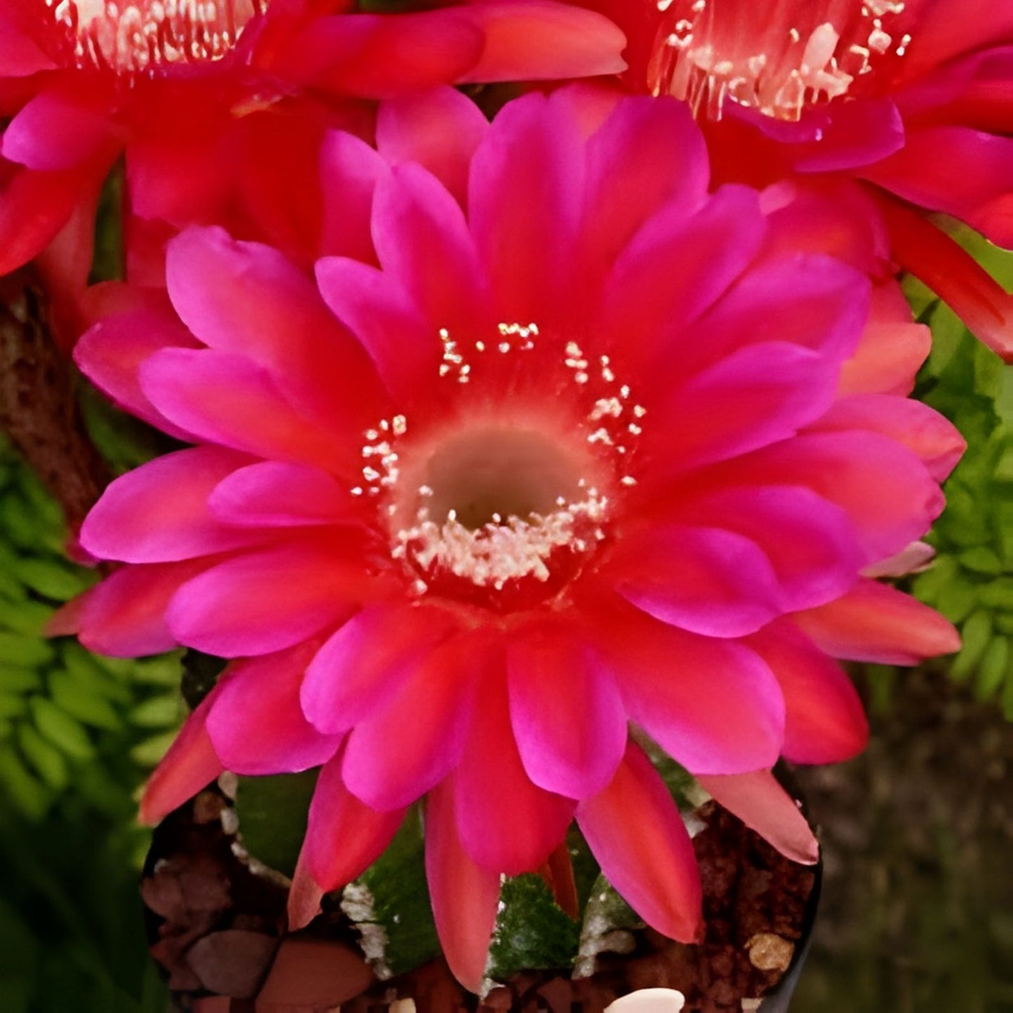 Echinopsis Cactus Seeds Mix 50+ Varieties Succulent Seeds Live Plant or Cutting Non-GMO Houseplant Starter