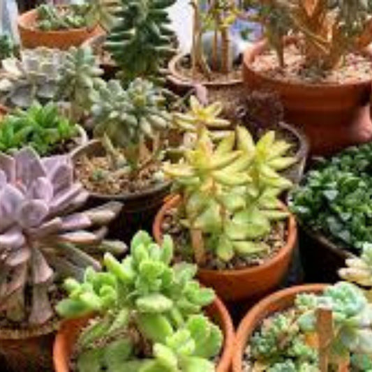Graptosedum Ghosty Succulent Cutting – Rare 3-Inch Live Plant – Unique One-Head Succulent for Indoor Garden – Easy Care Succulent