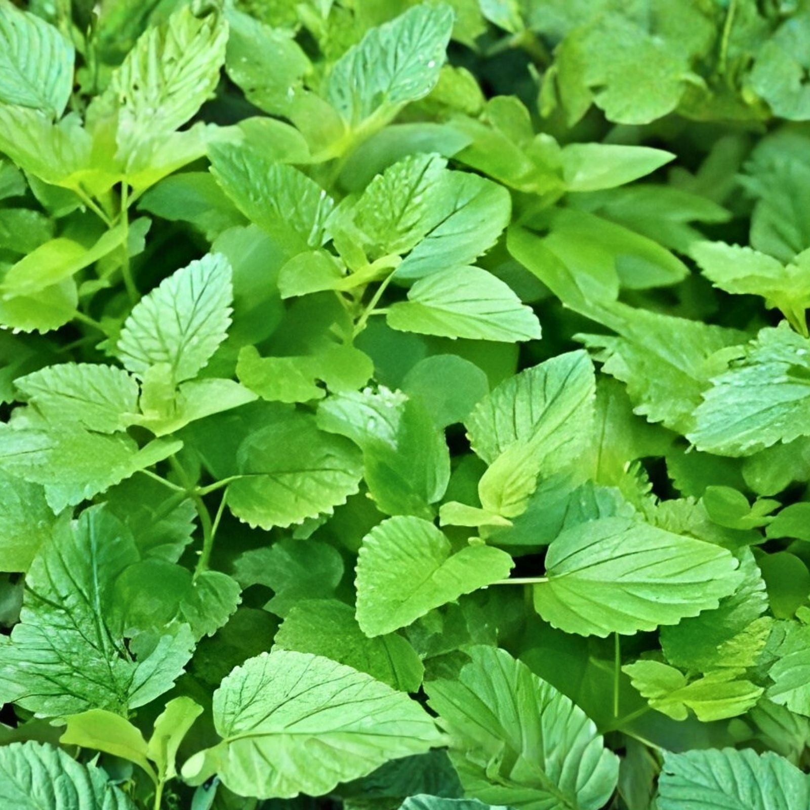 Lemon Balm Mint Live Plants Set of 3, Melissa officinalis, Herb Starter, Culinary, Medicinal, Perennial, Houseplant, Garden Plant
