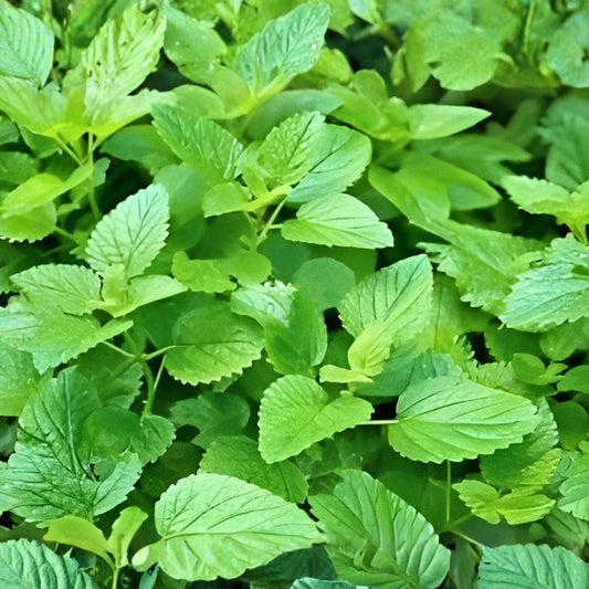 Lemon Balm Mint Live Plants Set of 3, Melissa officinalis, Herb Starter, Culinary, Medicinal, Perennial, Houseplant, Garden Plant