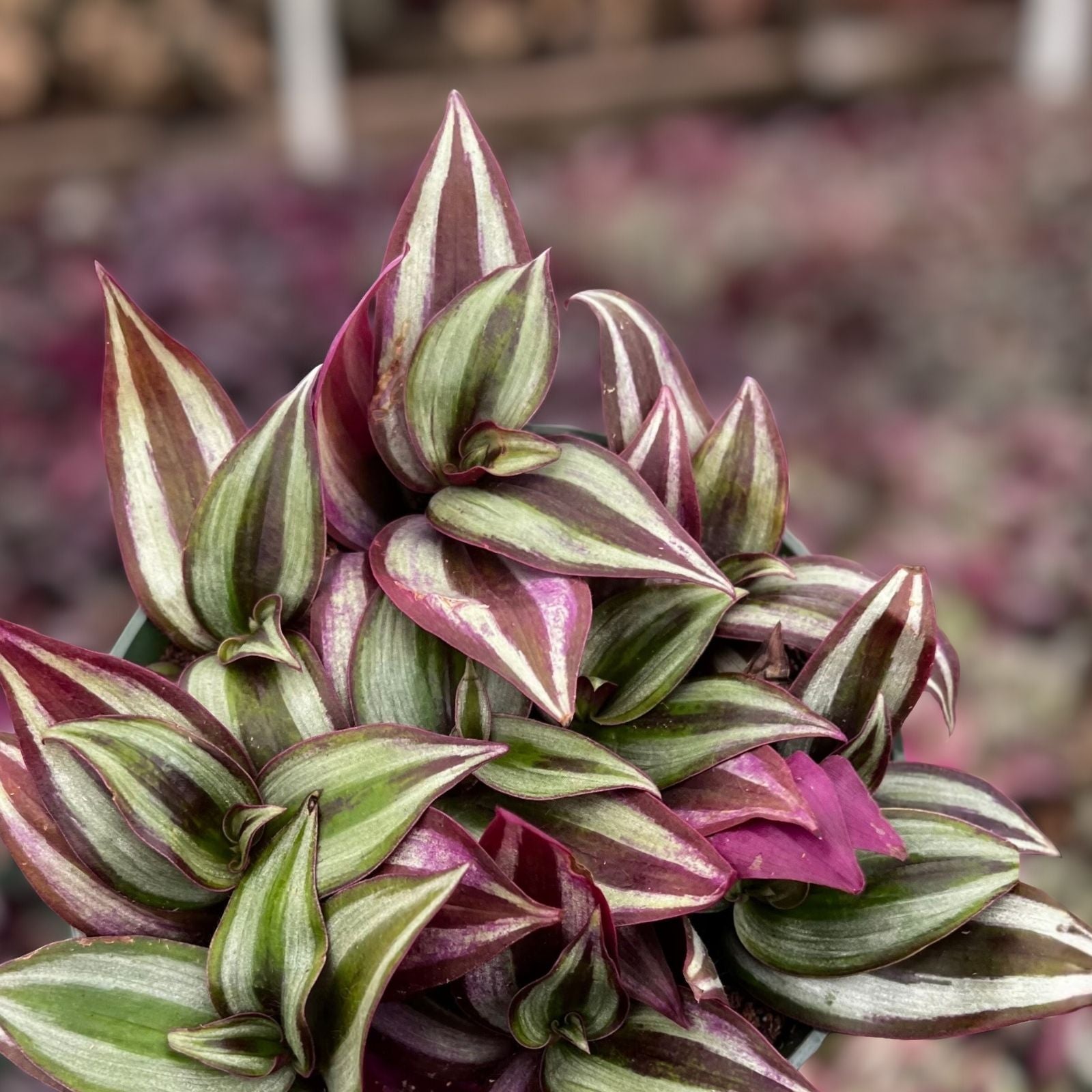 Tradescantia Zebrina Wandering Jew Succulent Live Houseplant 2-4" Cutting Indoor Plant Easy Care Bright Green Purple Foliage