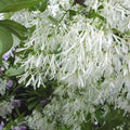 Chionanthus virginicus Fringe Tree Cuttings Live Ornamental Tree for Gardens Landscaping Bare Root Starter Plant