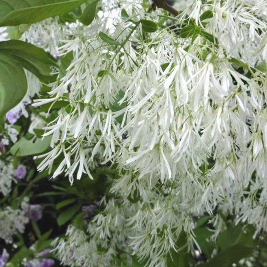 Chionanthus virginicus Fringe Tree Cuttings Live Ornamental Tree for Gardens Landscaping Bare Root Starter Plant