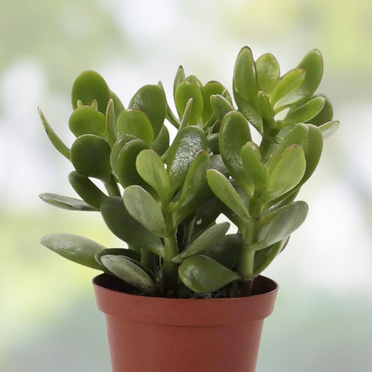 Jade Plant Cutting Crassula ovata Thick Succulent Houseplant 0.5-0.75 Inch Diameter Live Plant