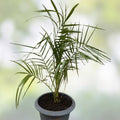 Senegal Hybrid Date Palm Tree 5 Years Old 16-22 Inches Live Indoor Outdoor Plant Phoenix reclinata Starter Plant