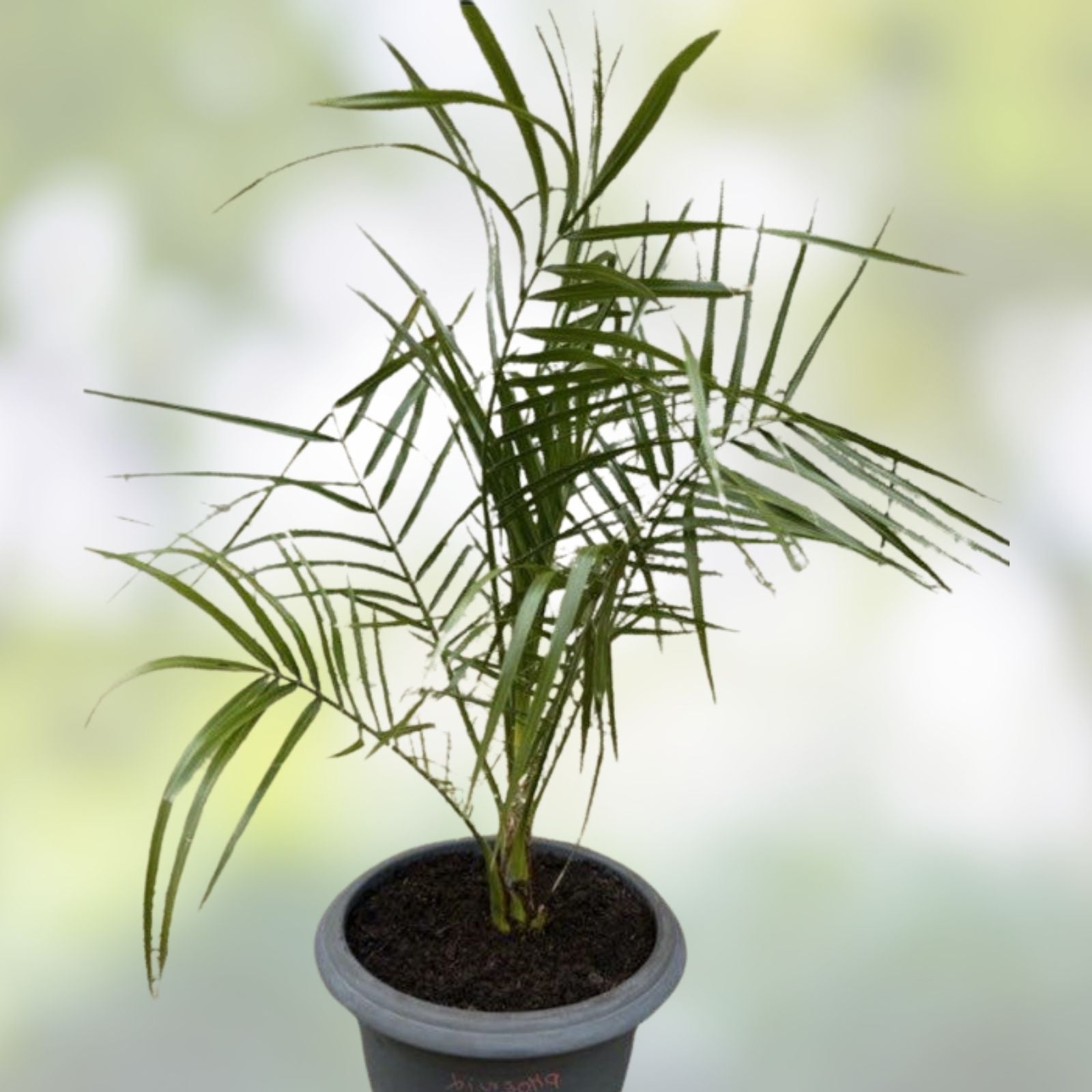 Senegal Hybrid Date Palm Tree 5 Years Old 16-22 Inches Live Indoor Outdoor Plant Phoenix reclinata Starter Plant