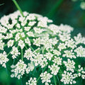 Caraway Herb Seeds 500 Count | Culinary Herb for Planting, Cooking | Carum carvi | Live Plant, Cutting, Bare Root, Starter Plant