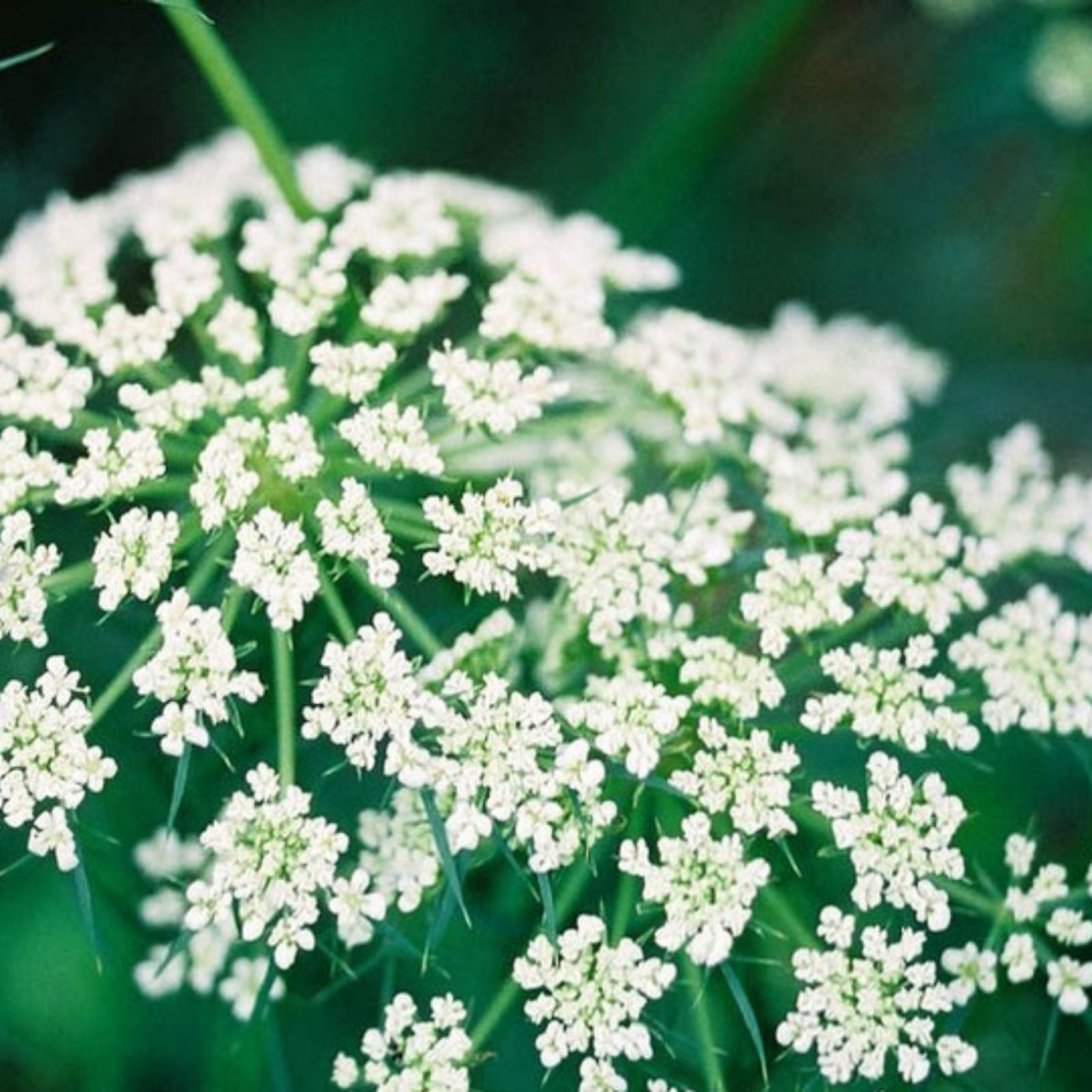 Caraway Herb Seeds 500 Count | Culinary Herb for Planting, Cooking | Carum carvi | Live Plant, Cutting, Bare Root, Starter Plant