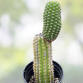 Cereus Brevispinulosus Corn Cactus Cutting 10.5" | Indoor Succulent Plant | Easy Care Cactus | Epiphytic Cactaceae