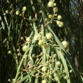 Acacia Stenophylla Seeds Shoestring Wattle Drought Tolerant Australian Native Plant 25 Pack