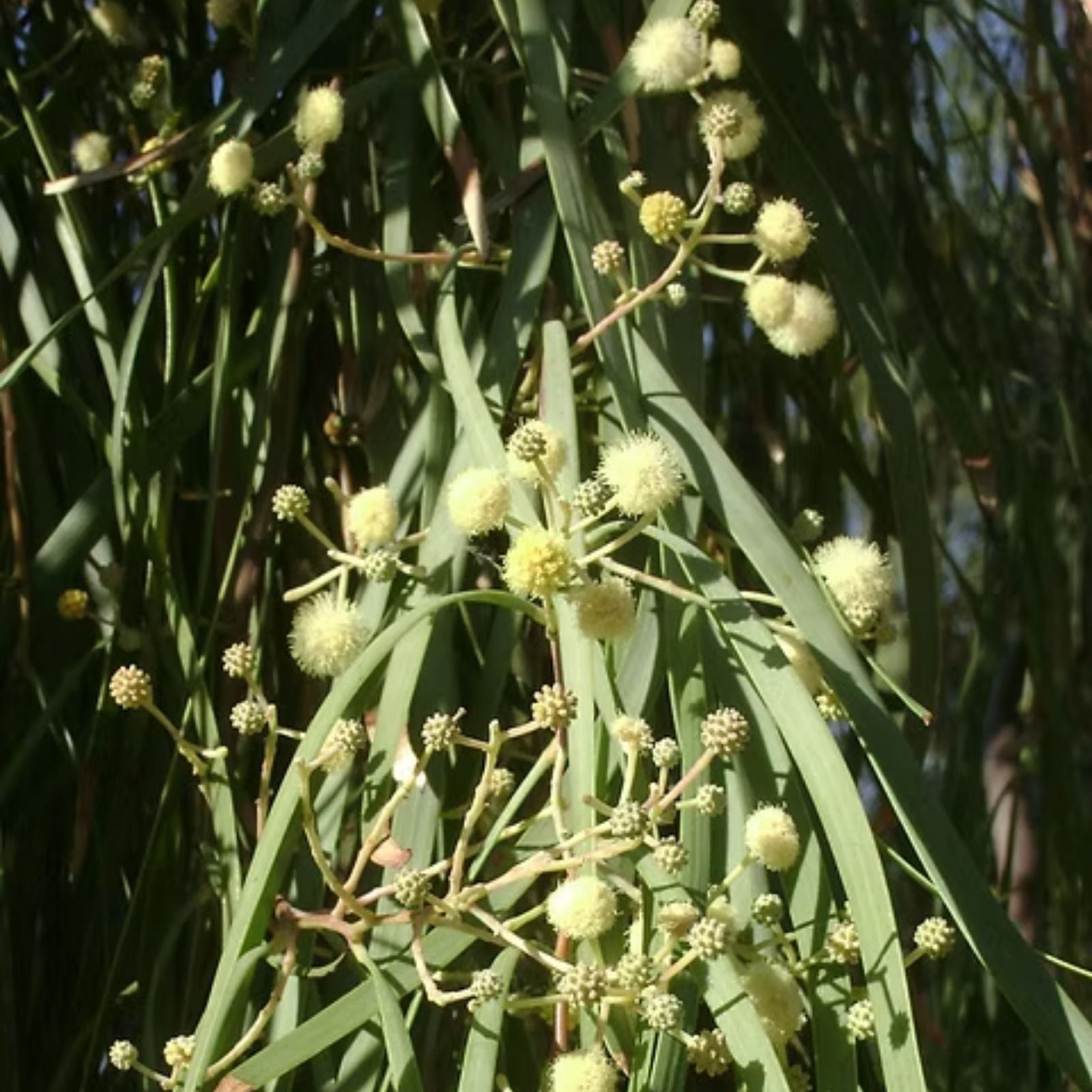 Acacia Stenophylla Seeds Shoestring Wattle Drought Tolerant Australian Native Plant 25 Pack