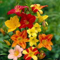 Tomato Seeds Brandywine F1 Hybrid Beefsteak 1000 Count Juicy Rich Flavor Solanum lycopersicum
