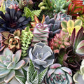 Succulent Cuttings 15 Varieties Live Plants Assorted Succulents for Planting, Arrangements, Houseplants, Garden, Indoor Outdoor